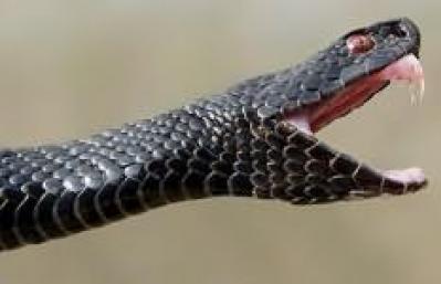 Основные толкования к чему снится убить змею: ножом или голыми руками